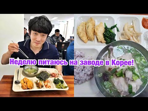 Видео: НЕДЕЛЮ ЕМ ТОЛЬКО ЕДУ НА ЗАВОДЕ В КОРЕЕ! ЧЕМ КОРМЯТ НА ПРОИЗВОДСТВЕ? НИКОЛАЙ ПО-КОРЕЙСКИ
