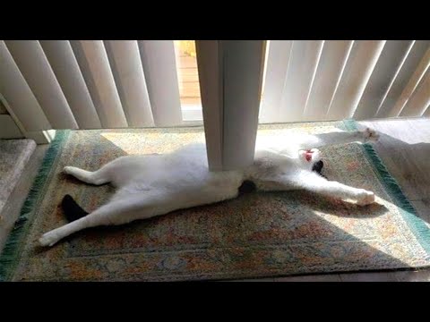 Видео: ПРИКОЛЫ С КОТАМИ  Самые Смешные Животные  Смешное видео с котами #6