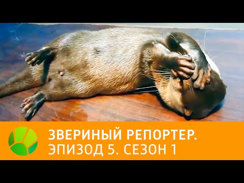 Видео: Звериный репортер. Эпизод 5. Сезон 1 | Живая Планета