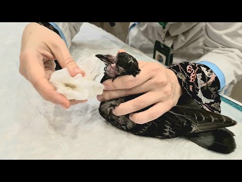 Видео: Утереть сопли юнцу. "Наросты" в клюве: трихомоноз у птенца голубя.