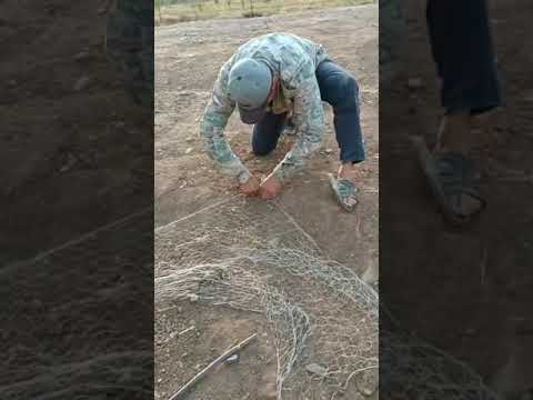 Видео: Как устанавливать сетка капкан в кеклик # тарзи тур монда барои кабг ва чужа шикор 🤫 🤫
