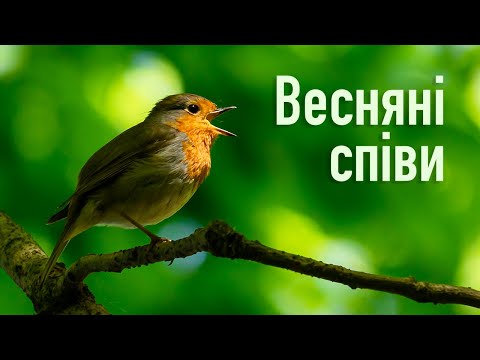 Видео: Весняні співи птахів | Пʼятничанський ліс, Вінниця | Spring birdsongs