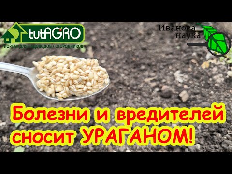 Видео: ОДНА ЛОЖКА ДЕШЕВОЙ КРУПЫ ЗАМЕНЯЕТ ДЕСЯТОК ДОРОГУЩИХ ПРЕПАРАТОВ! Просто посыпьте ею землю и готово.