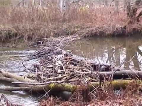 Видео: Бобры - это не только ценный мех