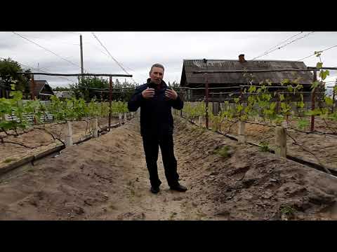 Видео: Виноград - южный,традиционная культура северных регионов.