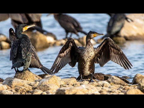 Видео: Пляжный сезон у больших бакланов. Phalacrocorax carbo. Птицы Беларуси.