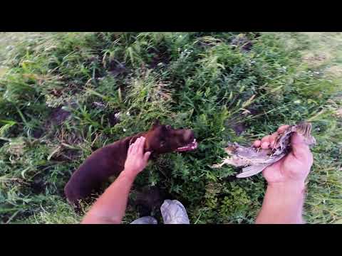 Видео: Охота на перепела в Ставропольском Крае 2021г.