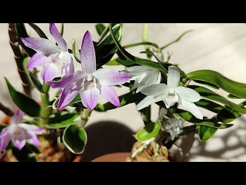 Видео: Дендробиумы монилиформе /обзор/август 2025/ + цветение орхидей