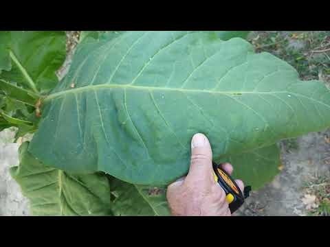 Видео: Измир Озбас и обзор табака на 27  08 2023 г