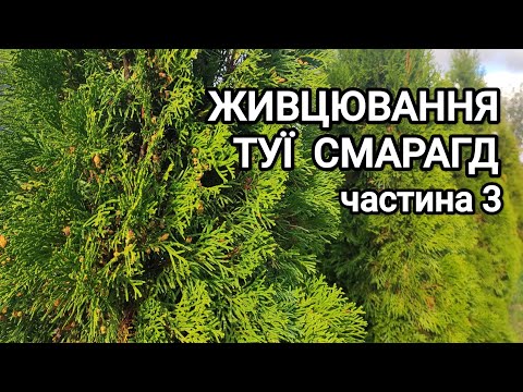 Видео: Розмноження туї смарагд живцями. Живий паркан із туй