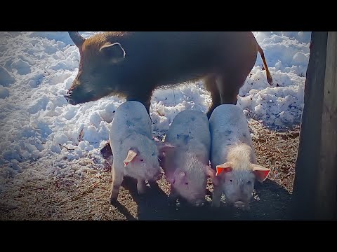 Видео: ТРИ ПОРОСЕНКА/МАШКА ДАШКА и БОРЯН/ ПЕРВЫЙ ДЕНЬ ВЕСНЫ В ДЕРЕВНЕ/