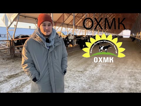 Видео: ОХМК Казахстан Молочная ферма. Данияр Абитаев