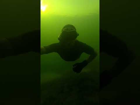 Видео: Подводный мир 🌍 #shorts #shortvideo #trendingshorts #подводныймир