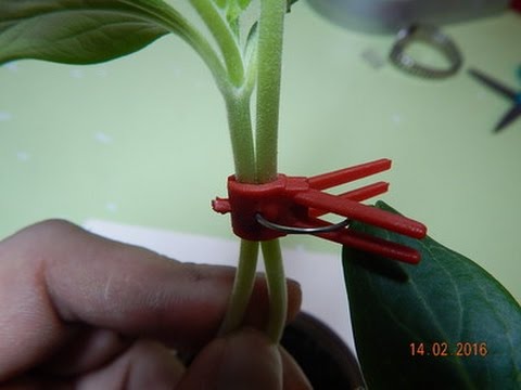 Видео: Прививка арбуза на лагенарию "язычком". Этап №1