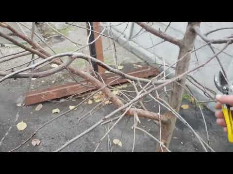 Видео: Як обрізати Вишню
