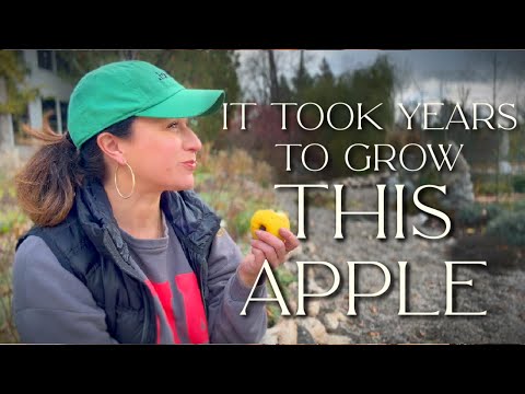 Видео: Выращивание этого яблока заняло годы | Закрываем сад перед снегом