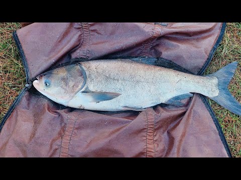 Видео: Божевільна риболовля на товстолоба з дна в дощ.
