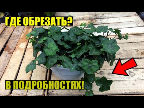 Видео: Формирование плющелистной пеларгонии осенью.