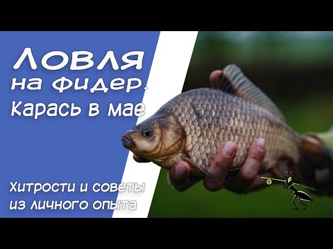 Видео: Ловля на фидер. Карась в мае. Хитрости и советы из личного опыта