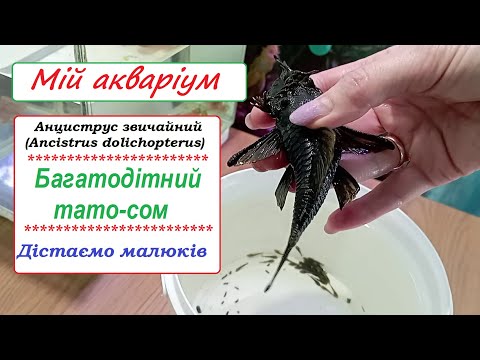 Видео: #Анциструс #Мійакваріум. Відео для акваріумістів початківців. Витрушую кладку.