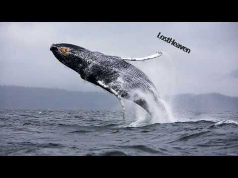 Видео: о.Сахалин, п.Костромское, пляж Чёрные пески