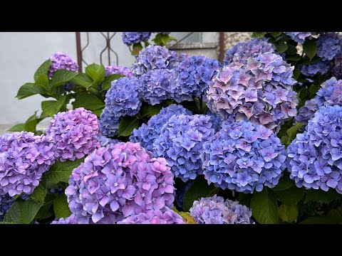 Видео: Жизнь без лишних трат. Простая экономия. Уютные будни. Простой быт и работа в цветочном. 