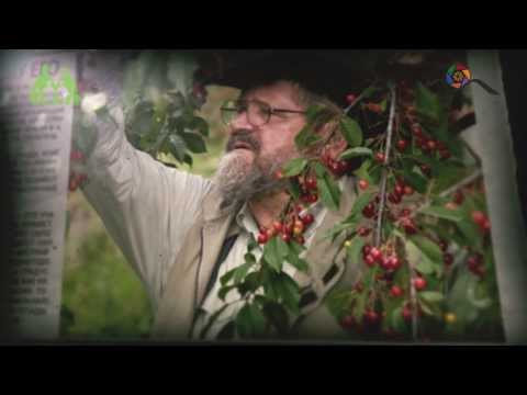 Видео: Грядка Хольцера (полная версия) / Sepp Holzer's Permaculture