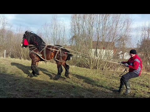 Видео: 🥁📚"Перший раз у перший клас"✍️🙆‍♂️Добриня вперше в упряжі🤭