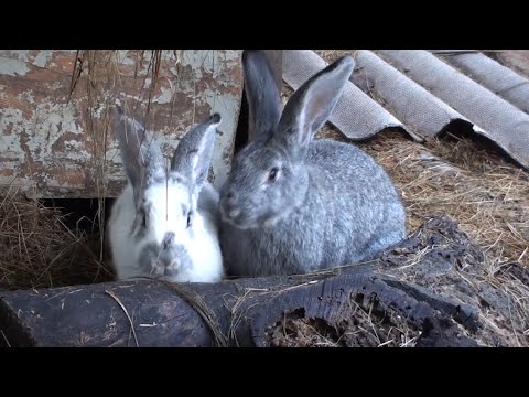 Видео: Експерименти в бджільництві та міфи кролівництва.