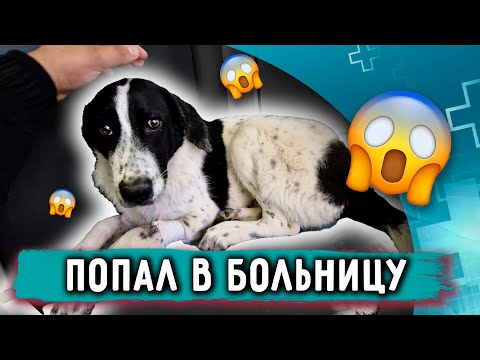 Видео: Вилли Кровит? Отказался от еды, вновь в клинике на капельницах. Везем Анфису к врачу.