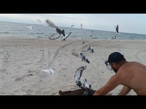 Видео: ПОЧТОВЫЕ ГОЛУБИ 🕊️🕊️. ОЧЕРЕДНАЯ ТРЕНИРОВКА 120 км 12.08.2024.