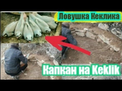 Видео: Установка Ловушка на Куропатка (Кеклик) 2020 Тарзи таер кардани Тур н.Дарвоз.Keklik in Tajikistan