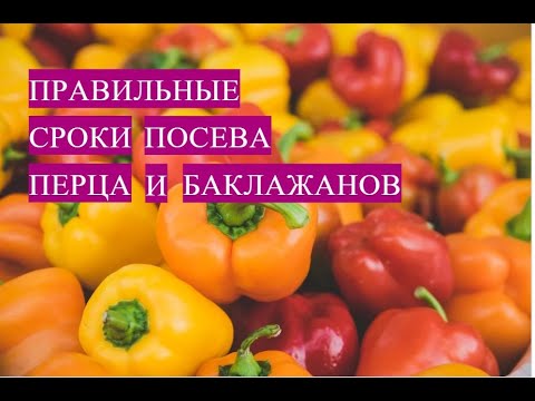 Видео: КОГДА ЖЕ ПОСЕЯТЬ ПЕРЕЦ И БАКЛАЖАНЫ?! КАК РАССЧИТАТЬ ПРАВИЛЬНЫЕ СРОКИ ПОСЕВА.