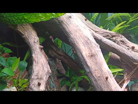 Видео: Аквариум 300л. год после запуска