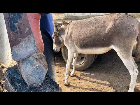 Видео: Спасите осла, который уже 4 года не может нормально ходить! Его копыта, как шины!