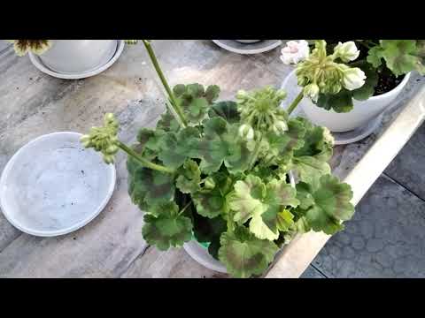 Видео: #152.Красота помноженная на 5!