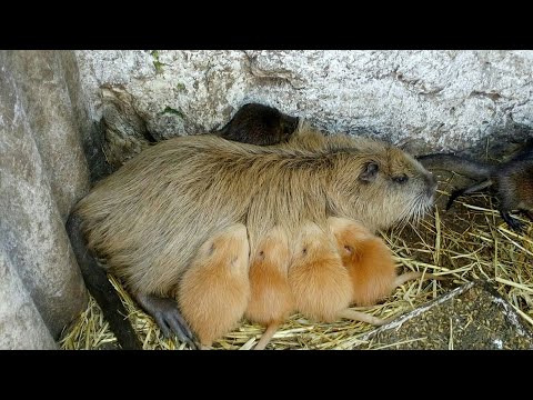 Видео: Каналу Микола Карнаухов_88 - 2 роки! Аналітика. Статистика. Досягнення. Нутрії утримання/розведення.