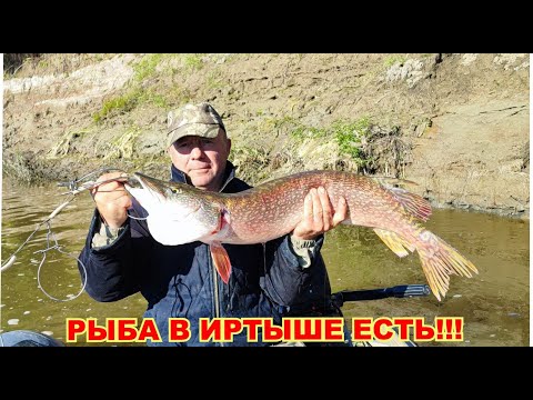 Видео: Ловим щуку и крупного судака осенью. Троллинг и фидер с берега. Река Иртыш.