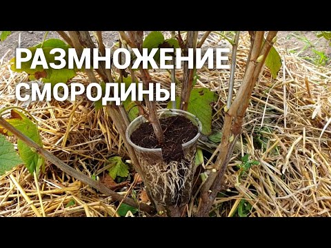 Видео: Размножение Смородины. Удивительный и простой способ размножить смородину 100% результат!