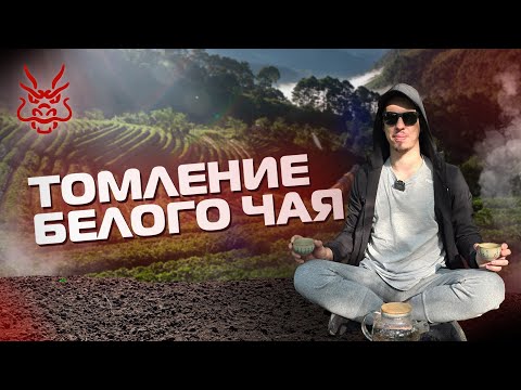 Видео: Как правильно приготовить белый чай: разоблачение варки по Лу Юю