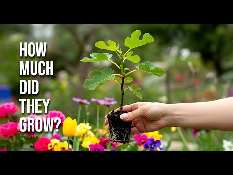 Видео: Как быстро растут инжирные деревья? Отслеживание роста за 1 год