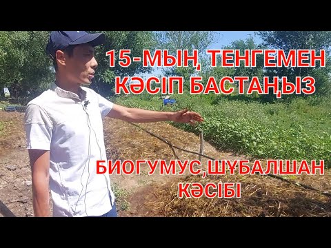 Видео: Биогумус,шұбалшан кәсібі Түркістан қаласы.