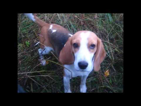 Видео: Охота с биглем. Веня.Обычный день.