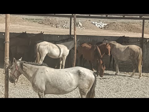 Видео: АСПБОЗОРИ Ленский Район (Нохия Рудаки) Наворои Тоза 06-08-2025