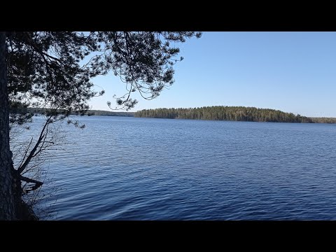 Видео: Карелия! Рыбалка на лесном озере с ночëвкой.Готовим свиные рёбрышки в брусничной глазури.