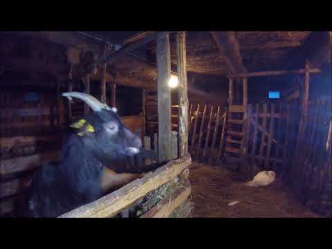 Видео: Недостаток витамина B1 у коз. Полиоэнцефаломаляция. || Жизнь в деревне.