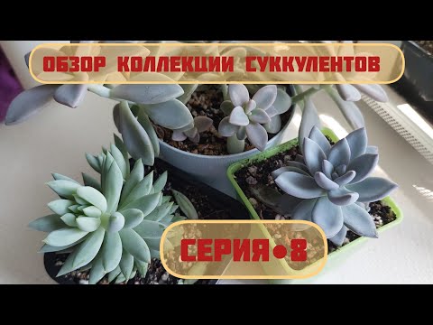Видео: #мояколлекция #обзор Моей коллекции суккулентов | Серия ☆8 #succulents #суккуленты #cactus