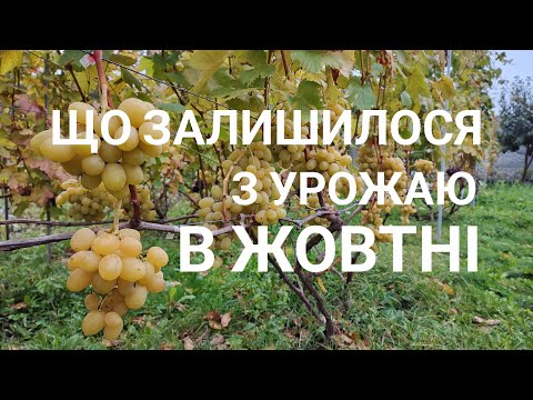 Видео: Що залишилося з урожаю в жовтні 