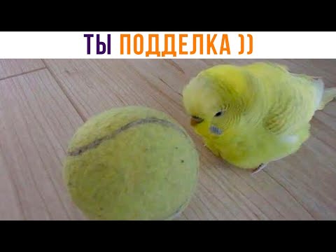 Видео: ПОДДЕЛЬНЫЙ ПАПУГ! ))) | Приколы | Мемозг 1315
