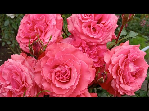 Видео: Зацветают новые розочки! 🌹